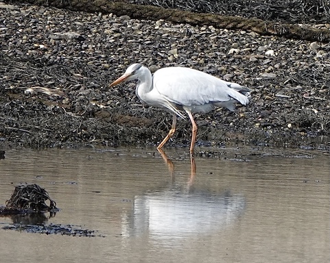 grey heron